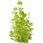 Lindernia rotundifolia "Variegated" (PaJaS30) (382 KB) Lindernia rotundifolia "Variegated" (PaJaS30)