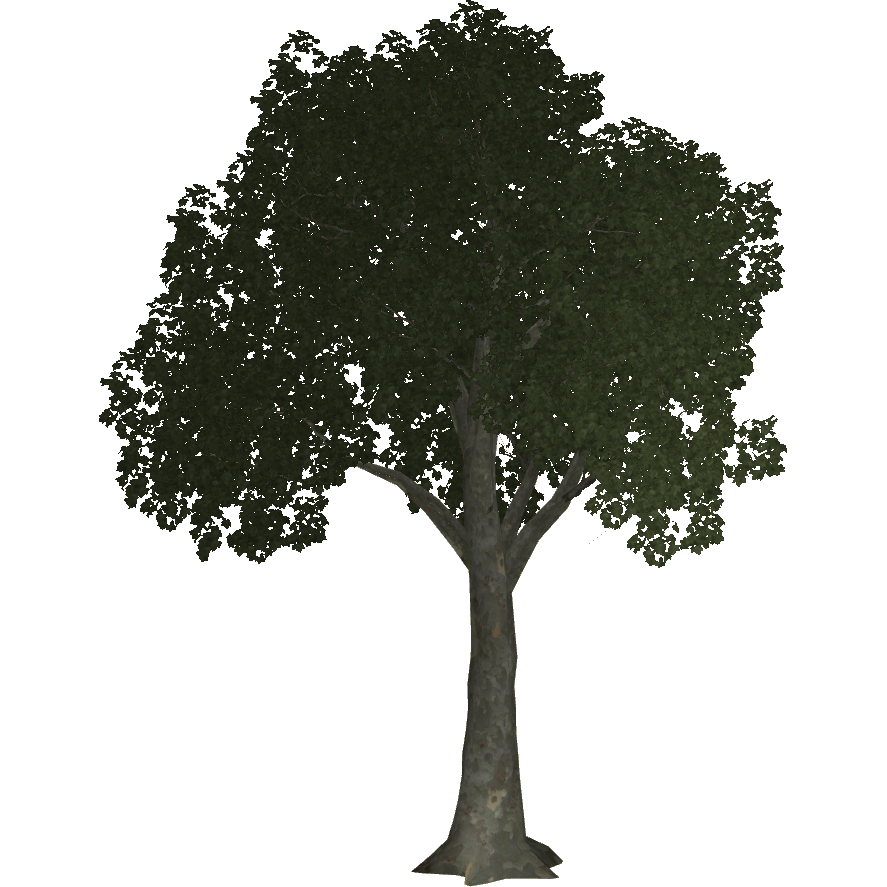 Plane Tree (Thom) | ZT2 Download Library Wiki | Fandom