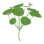 Sacred Lotus (ZTABC Team) (301 KB) Sacred Lotus (ZTABC Team)