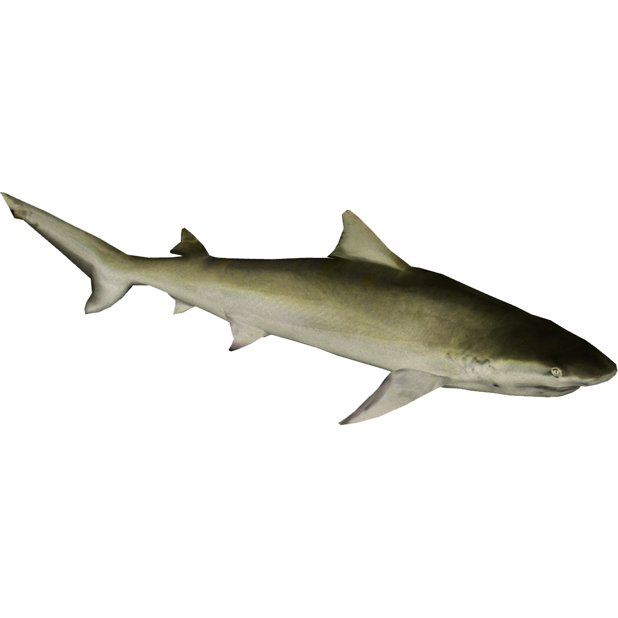 Lemon Shark (Zerosvalmont) | ZT2 Download Library Wiki | Fandom