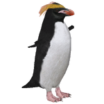 Macaroni Penguin (Samuel)