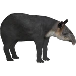 Baird's Tapir (Strigops)/Version 1 (797 KB) Baird's Tapir (Strigops)/Version 1