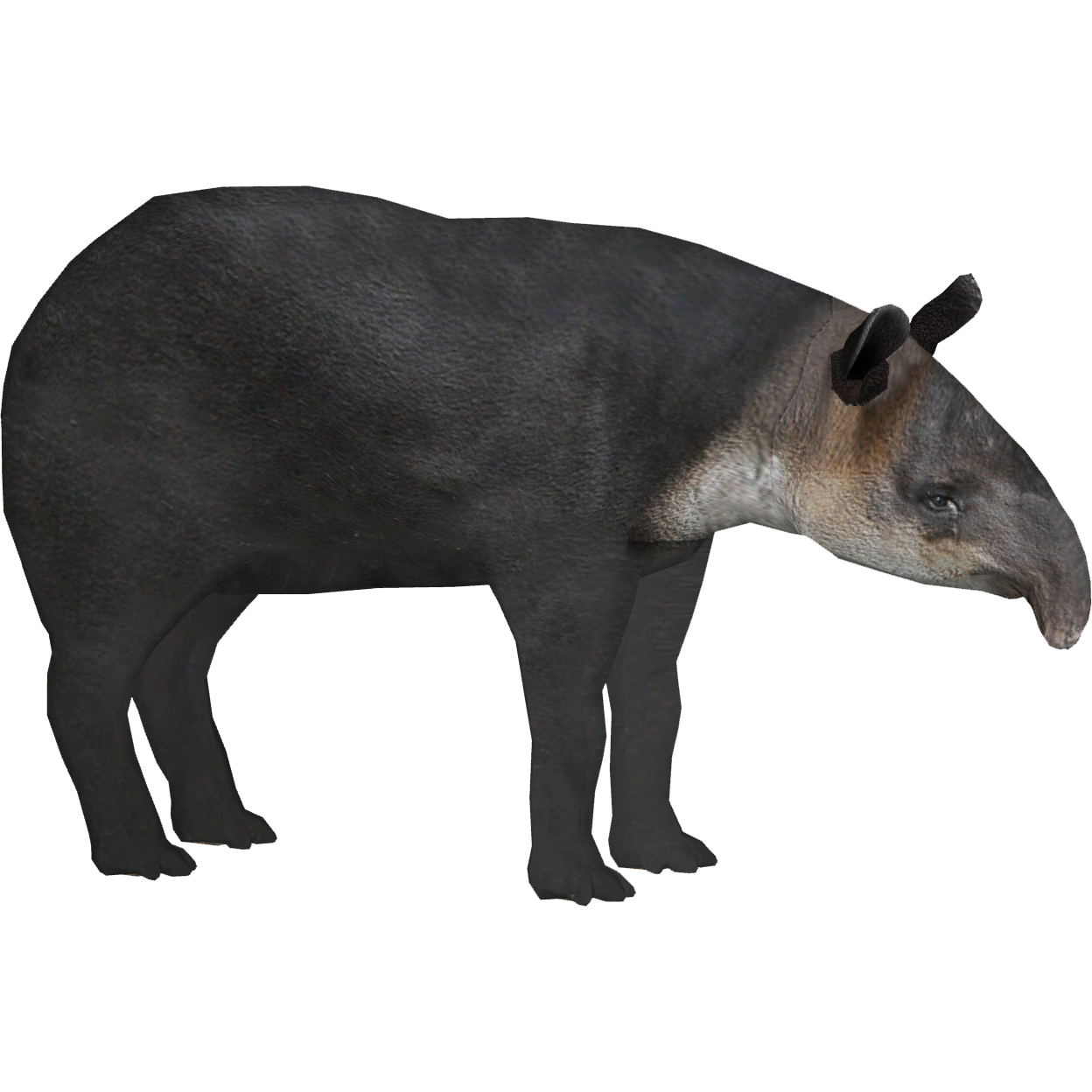 動物圖2 Baird's Tapir (Strigops)/Version 1 | ZT2 Download Library