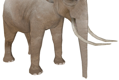 Asiatic Straight-Tusked Elephant (Tamara Henson) | ZT2 Asiatic Straight-Tusked Elephant (Tamara Henson) | ZT2