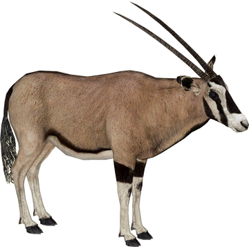 Fringe-eared Oryx (DRAGON-unit911) | ZT2 Download Library Wiki 