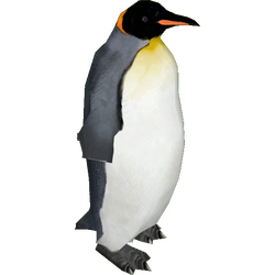 Category:Penguins | ZT2 Download Library Wiki | Fandom