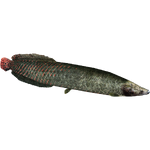 Giant Arapaima (Titan)