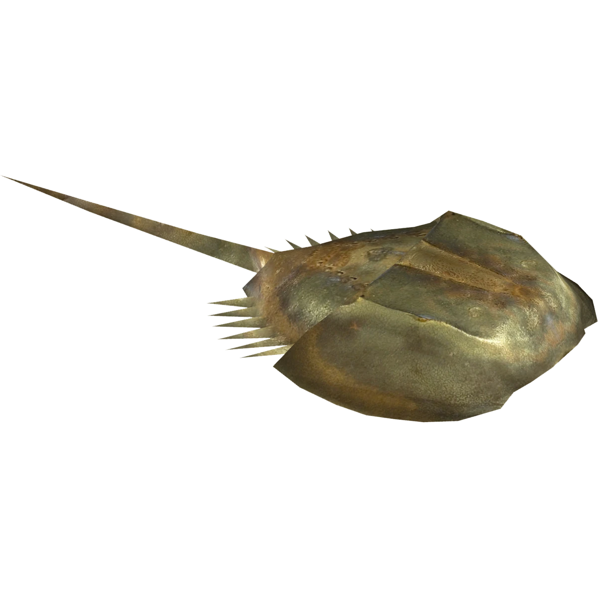 Ambient Horseshoe Crab (Zerosvalmont) ZT2 Download Library Wiki Fandom