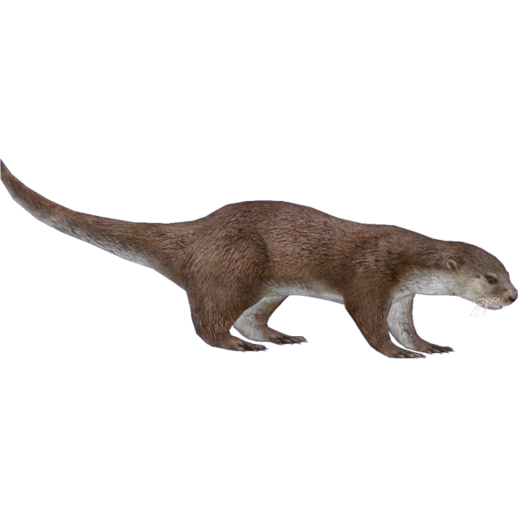 European Otter (HENDRIX) | ZT2 Download Library Wiki | Fandom