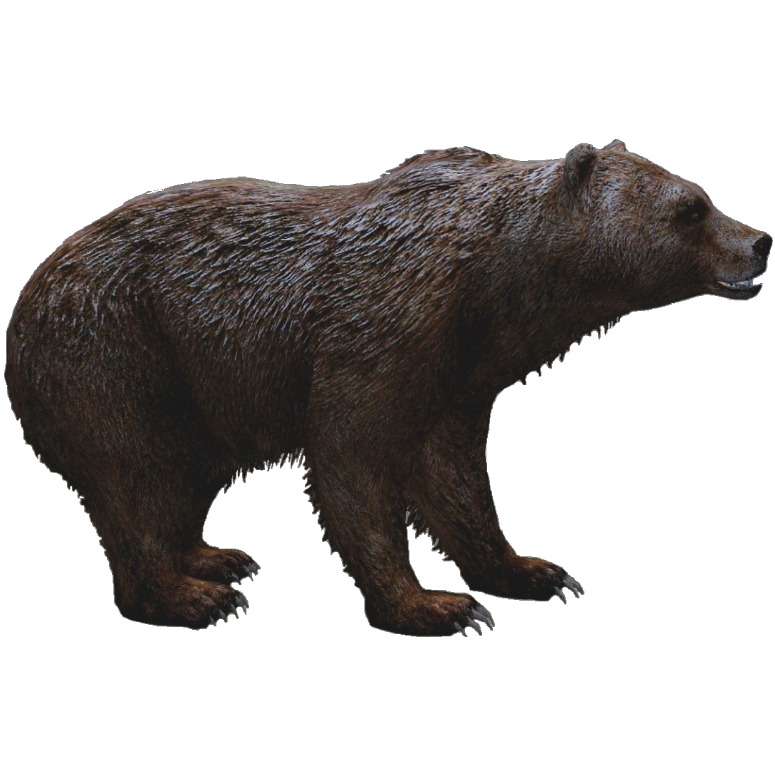 Animal – California Grizzly Bear