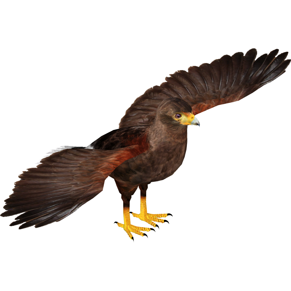 Harris' Hawk (16529950) | ZT2 Download Library Wiki | Fandom