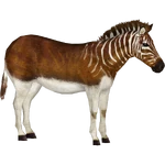 Quagga (Lgcfm) (902 KB) Quagga (Lgcfm)