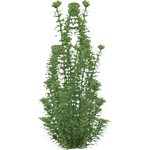 Western Waterweed (Z-Studio) (1.01 MB) Western Waterweed (Z-Studio)