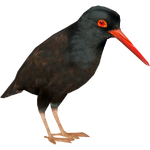 Black Oystercatcher (Whalebite)