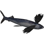 Atlantic Flyingfish (Whalebite)