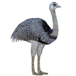 Greater Rhea (Jannick)