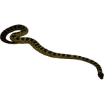 Yellow Anaconda (Scott)