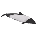 Commerson's Dolphin (Whalebite)