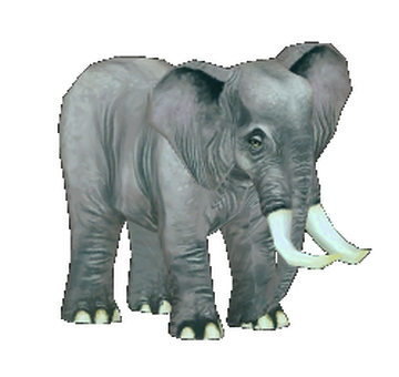 (未使用･未開封品)Borneos Pygmy Elephants [Blu-ray] Borneo's Pygmy Elephants | Watch documentary - iwonder