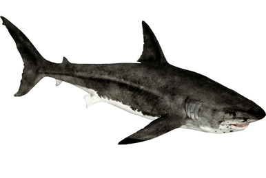 Sicklefin Lemon Shark (Buffzoo & Lgcfm) | ZT2 Download