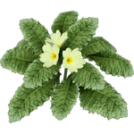 English Primrose (Ulquiorra)