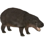 Pygmy Hippopotamus (Demon Hunter) (314 KB) Pygmy Hippopotamus (Demon Hunter)