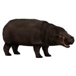 Pygmy Hippopotamus (stewe90) (111 KB) Pygmy Hippopotamus (stewe90)
