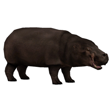 Pygmy Hippopotamus (stewe90) | ZT2 Download Library Wiki | Fandom