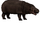 Pygmy Hippopotamus (stewe90)