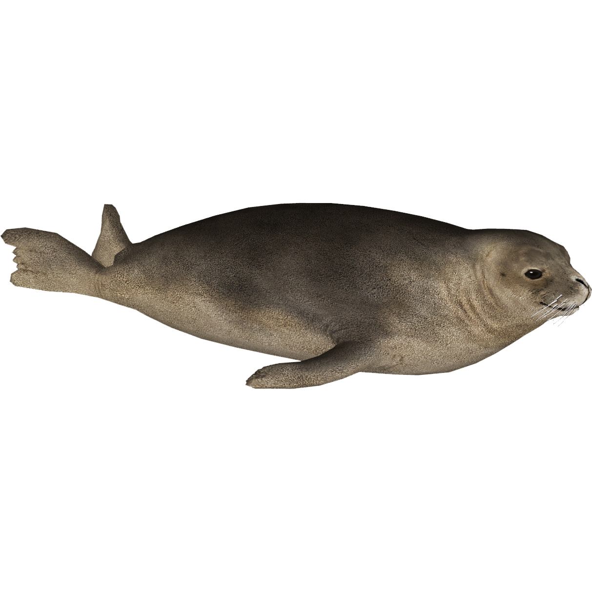Hawaiian Monk Seal (MiBound) | ZT2 Download Library Wiki | Fandom