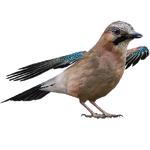 Eurasian Jay (HENDRIX)