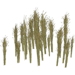 Reeds (Whalebite) (290 KB) Reeds (Whalebite)