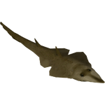 Common Guitarfish (Zerosvalmont)