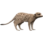 Meerkat (Aurora Designs) (269 KB) Meerkat (Aurora Designs)