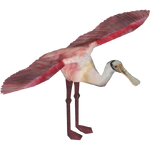 Roseate Spoonbill (Hispa Designs)