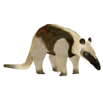 Southern Tamandua (Holden)