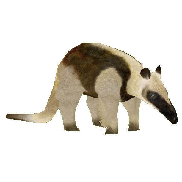 Southern tamandua - Wikipedia