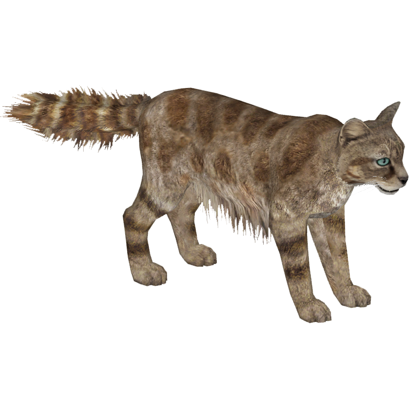 andean mountain cat