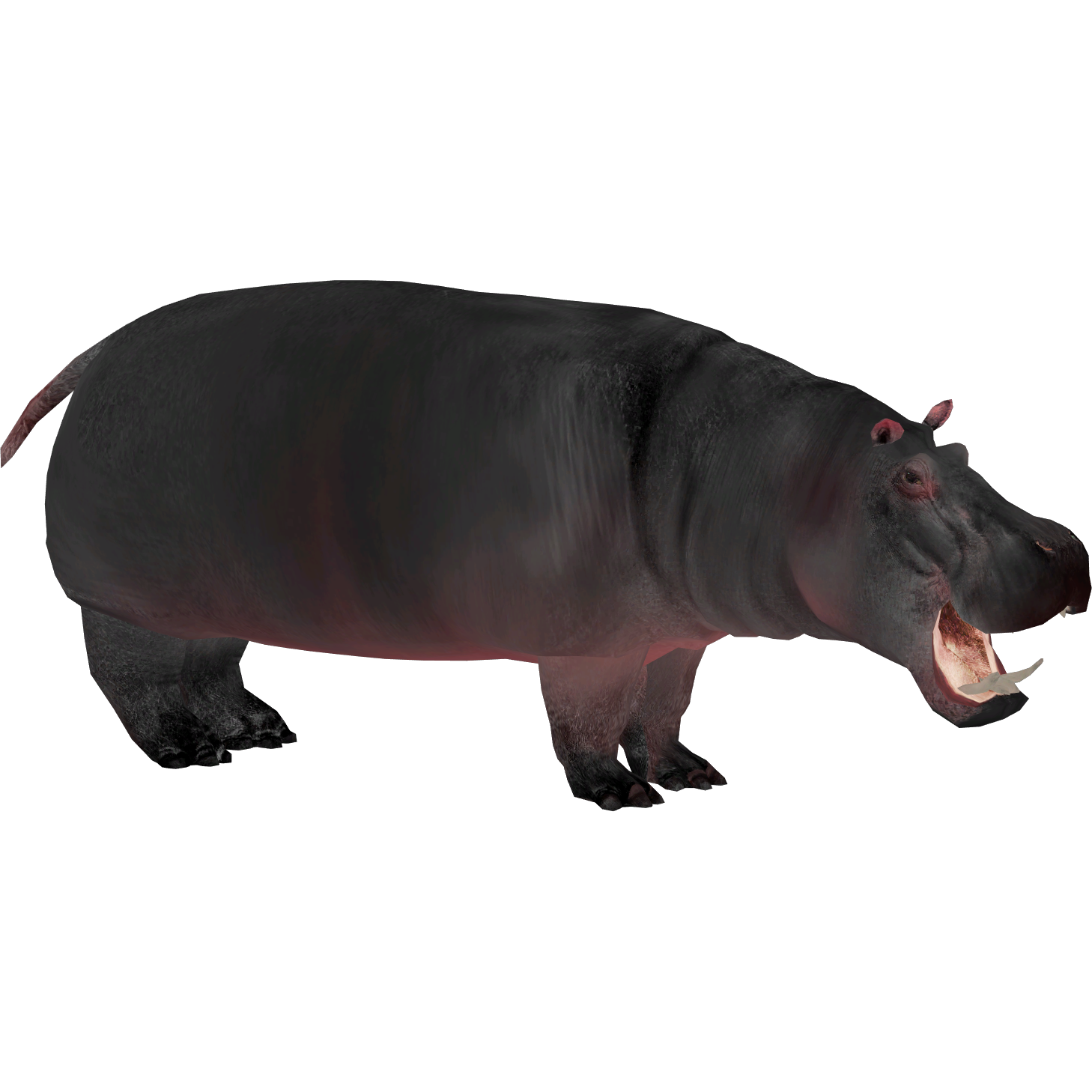 Hippopotamus (Aurora Designs) | ZT2 Download Library Wiki