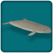 Irrawaddy Dolphin (OO)
