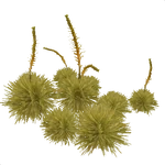 Spear Grass (Aurora Designs)