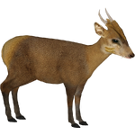 Fea's Muntjac (Tamara Henson)