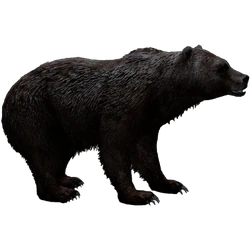 Category:Bears | ZT2 Download Library Wiki | Fandom