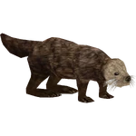 Sea Otter (The Restorers) (767 KB) Sea Otter (The Restorers)