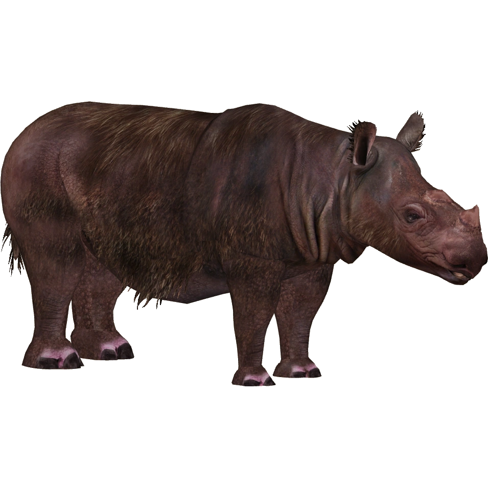 エスピリチュ（2010）　ライノ（RHINO）　T２ファクトリー（ノーマル） Rhino - SubD