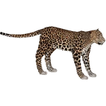 African Leopard (Maxforever) (1.01 MB) African Leopard (Maxforever)