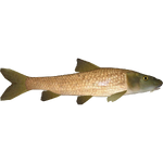 Common Barbel (Ulquiorra)/Version 1