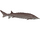 Lake Sturgeon (Flish)