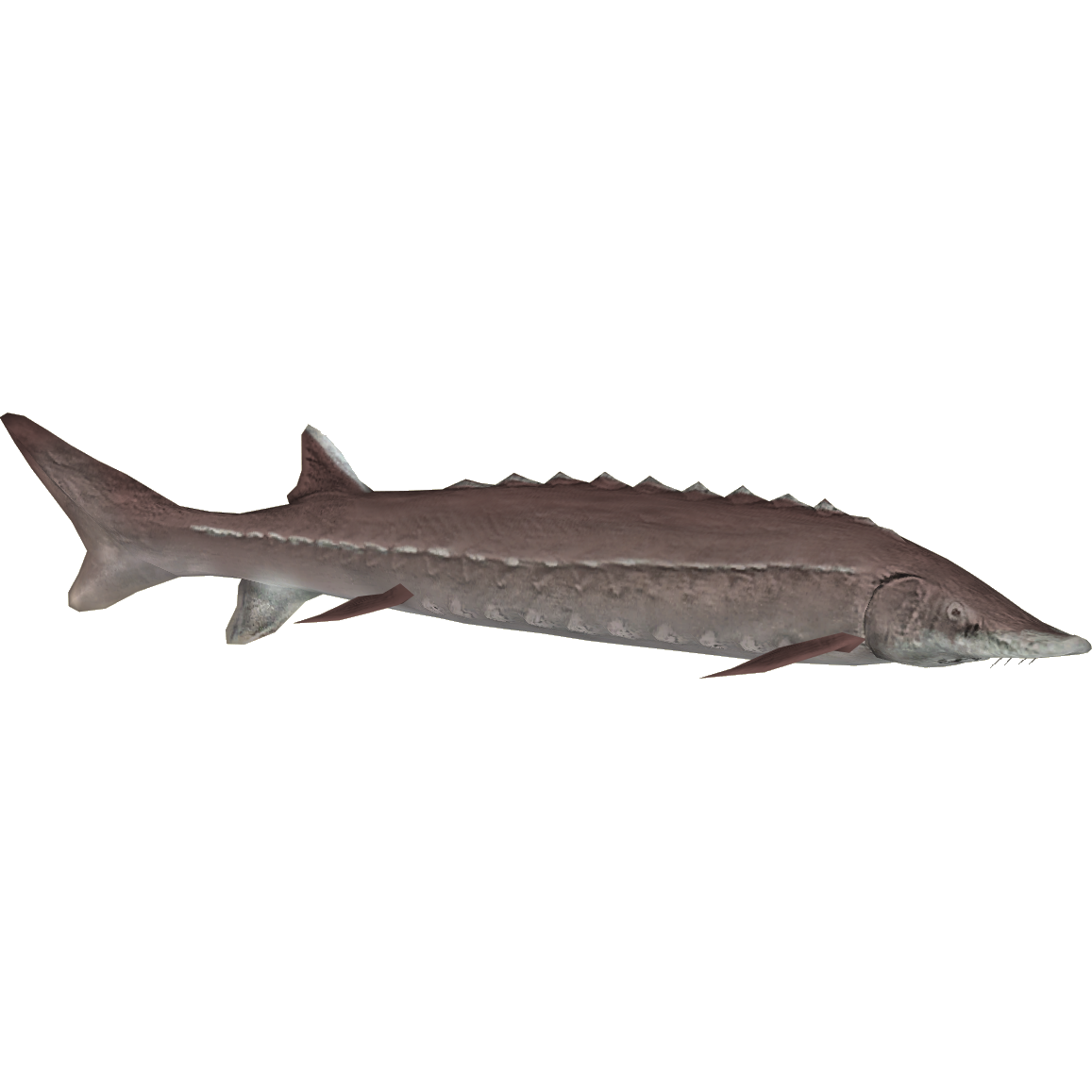 lake-sturgeon-flish-zt2-download-library-wiki-fandom