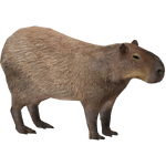 Lesser Capybara (Demon Hunter)